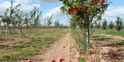 Kako pripremiti stablo jabuke za zimu na uralu